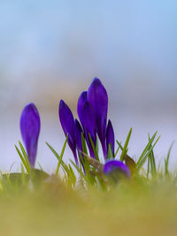 Close-up of purple crocus flowers against blue sky