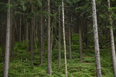 Pine trees in forest