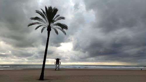 Scenic view of palm trees on beach against sky