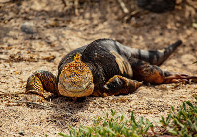 Close-up of turtle on field