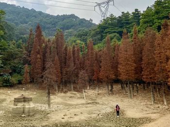 Scenic view of trees on mountain during autumn