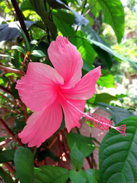 Close-up of pink hibiscus flower