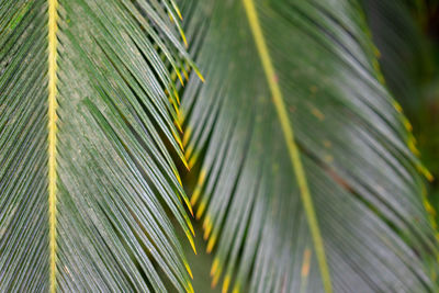 Close-up of palm leaves