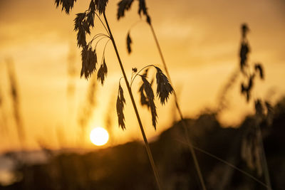 Close-up of silhouette plant on field against sky during sunset