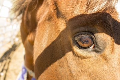 Close-up of an animal