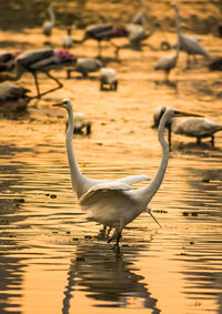 Bird on a lake