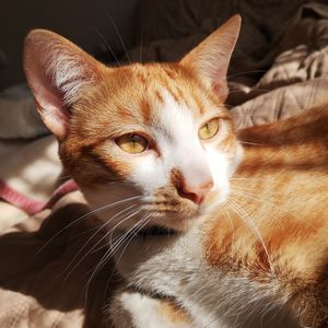 Close-up portrait of a cat