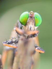 Close-up of fly on leaf