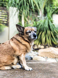 Dog looking away while sitting on plants