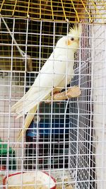 Close-up of bird in cage