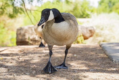 Close-up of a bird