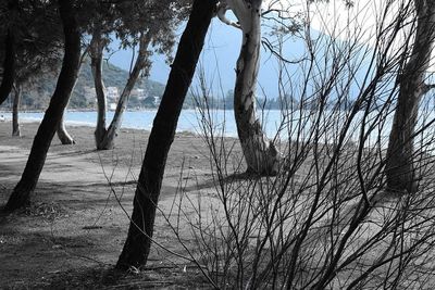 Bare trees at riverbank