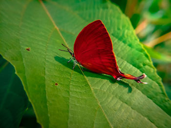 Close-up of butterfly on leaf