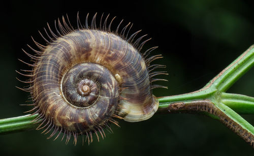 Close-up of snail on twig