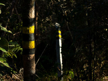 Close-up of bamboo trees in forest