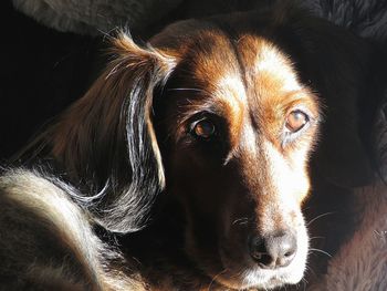 Close-up portrait of dog