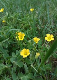 Close-up of yellow flowers blooming on field