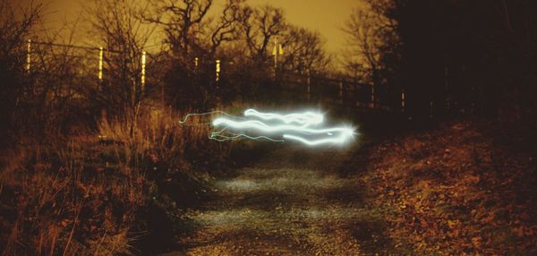 Illuminated trees at night