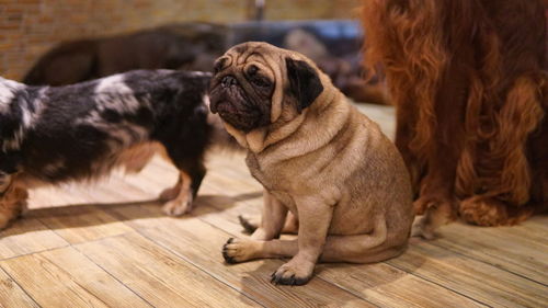 Portrait of a dog on wooden floor