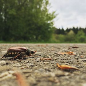 Close-up of dry leaf on ground