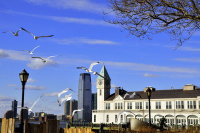 Seagulls flying in city against sky