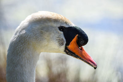 Close-up of a swan