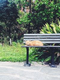 Bench in park