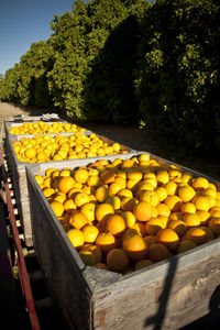 Close-up of yellow fruits on tree