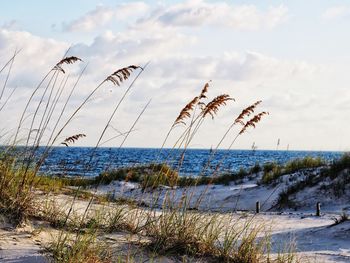 Scenic view of beach against sky