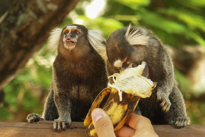 Close-up of monkeys outdoors