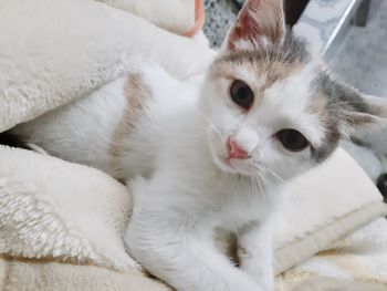 Close-up portrait of white cat