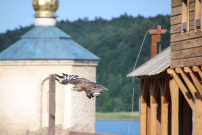 Close-up of eagle flying against sky