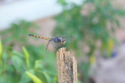 Close-up of dragonfly on wooden post