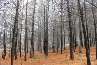 Bare trees in forest during autumn