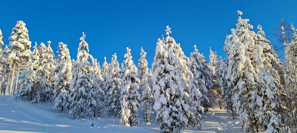 Snow covered plants against clear blue sky