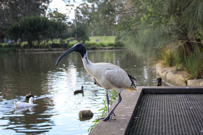 Ibis bird at the lake in sydney, australia.