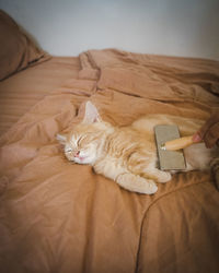 Brushing cat fur on the bed. pet enjoying grooming.