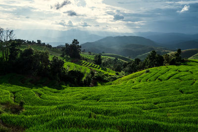 Scenic view of agricultural field against sky