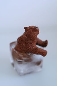 Close-up of a bird against white background
