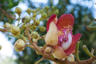 Close-up of pink flowering plant