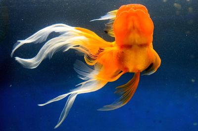 Close-up of jellyfish swimming in water