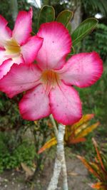 Close-up of pink flowering plant