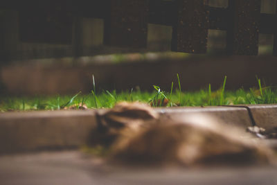 Surface level of grass growing in garden