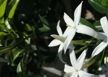 Close-up of white flowers