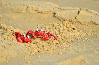 Close-up of red crab on beach