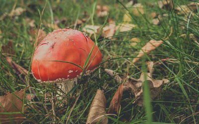 Close-up of fresh green grass in field