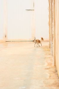 Side view of a dog on the floor