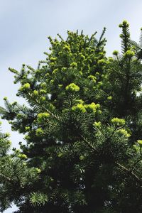 Low angle view of trees