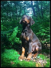 Portrait of a dog in forest