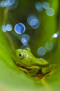 Close-up of frog swimming in sea